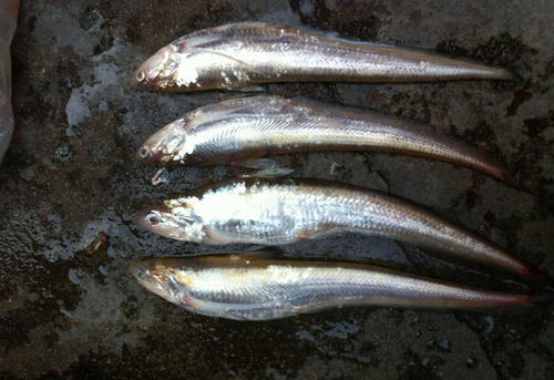 鱭屬的刀魚經常吃刀魚對人的好處飲食宜忌
