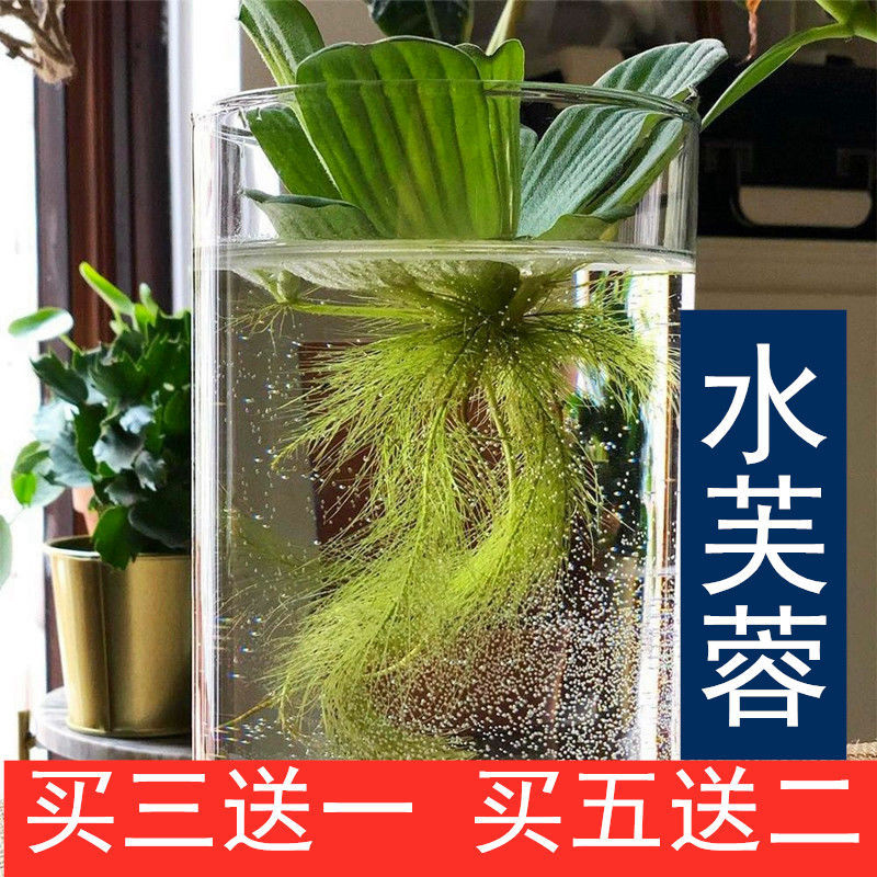 什么水草凈化水質最好最快又好養的有