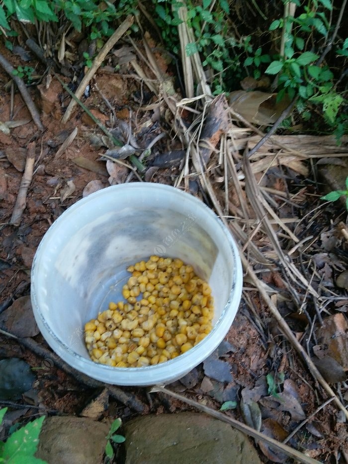 老壇玉米釣不到魚_老壇玉米能釣哪些魚_老壇玉米釣鯉魚