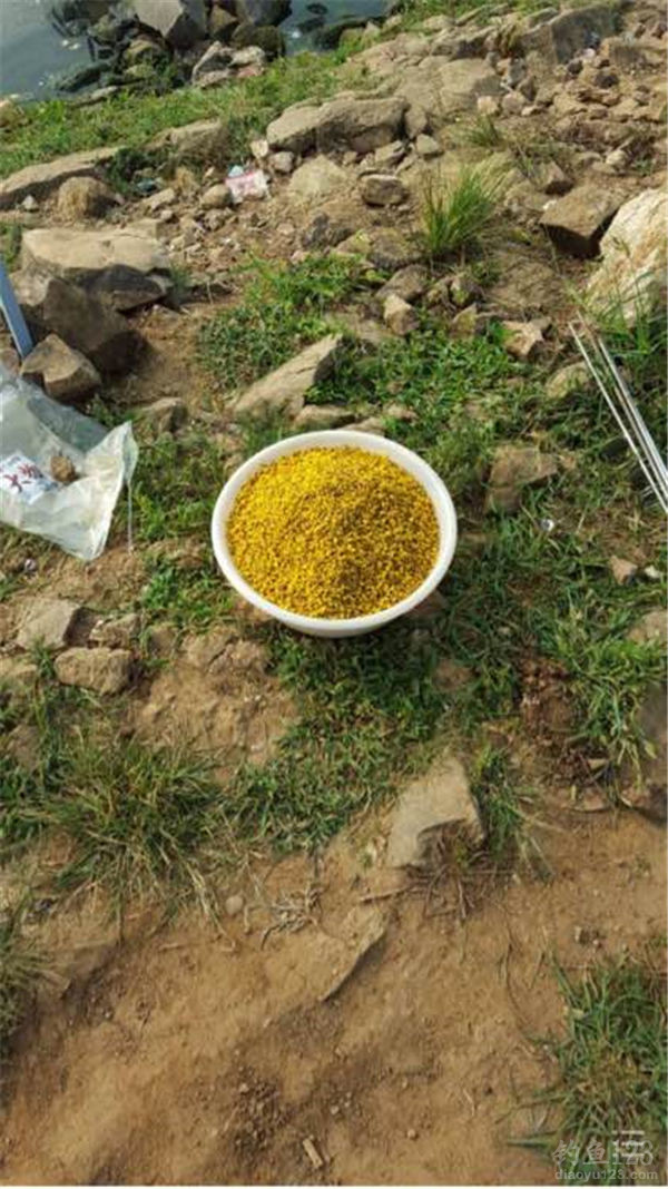 老壇玉米能釣哪些魚_老壇玉米釣鯉魚_老壇玉米釣不到魚