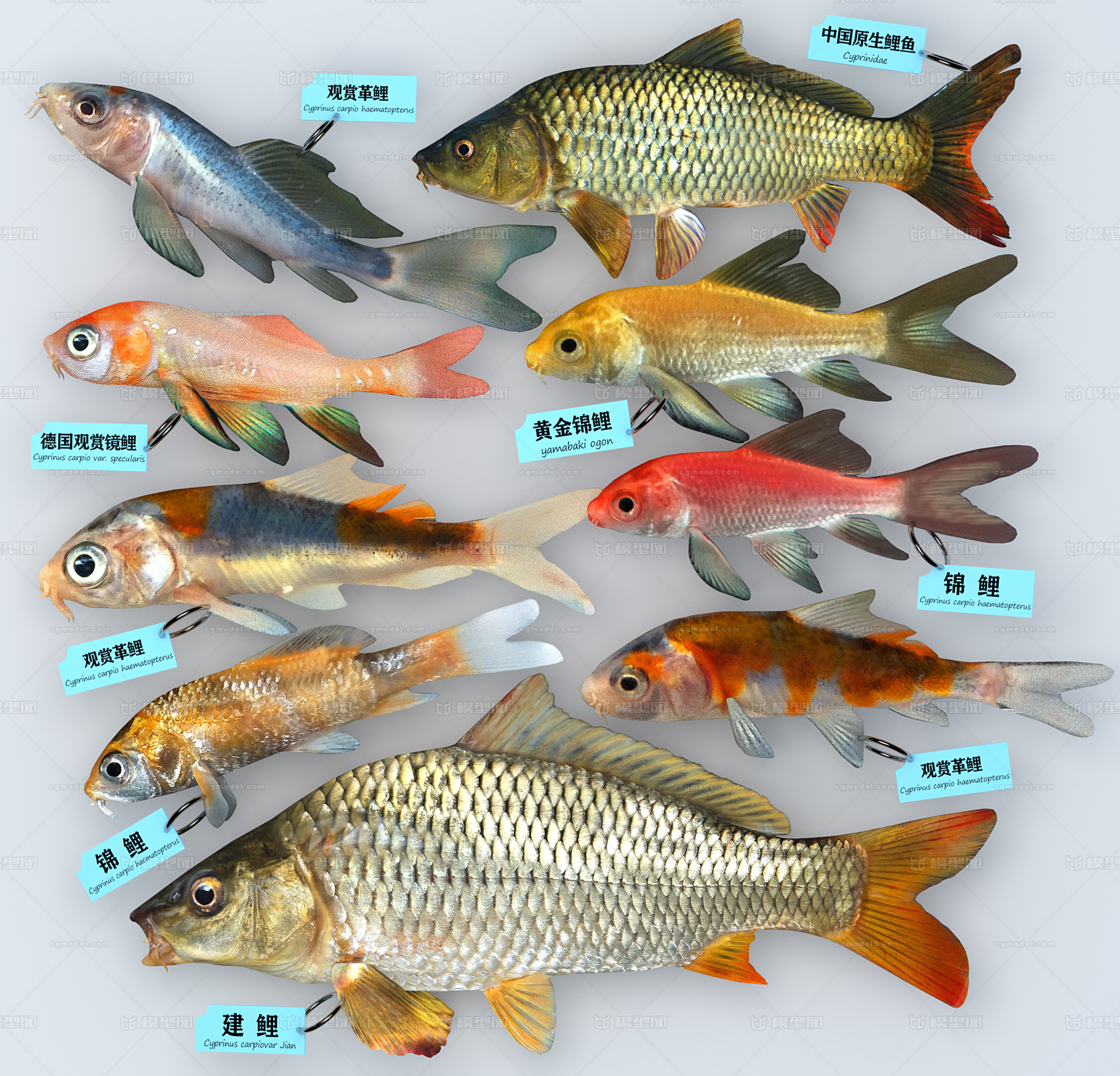 鯽魚產卵前好釣還是產卵后好釣_金鯽魚什么時候產卵_鯽魚產卵時的垂釣技巧