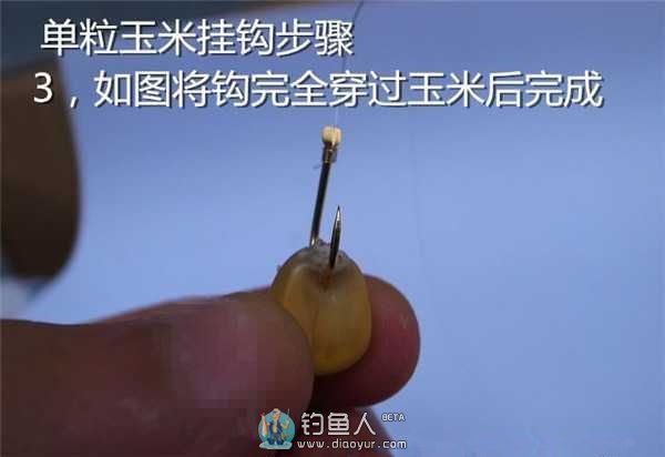 老壇玉米能釣哪些魚_老壇玉米釣魚視頻_老壇玉米釣餌