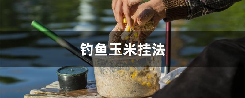 老壇玉米能釣哪些魚_老壇玉米釣魚視頻_老壇玉米釣餌
