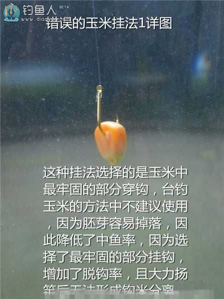 老壇玉米釣魚視頻_老壇玉米能釣哪些魚_老壇玉米釣餌