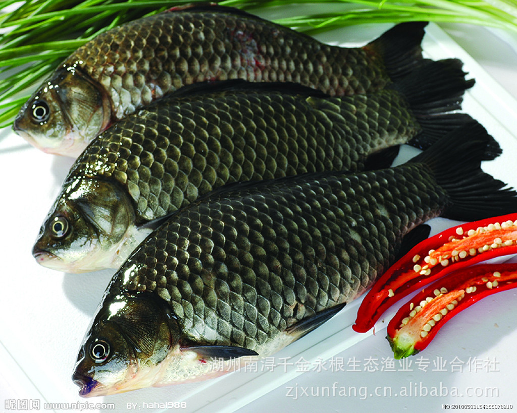 黃金鯽魚和白鯽魚哪個口感好_白鯽魚和黃金鯽魚區別_鯽魚白的好還是黃的好