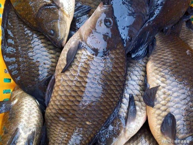 黃金鯽魚和白鯽魚哪個口感好_鯽魚白的好還是黃的好_白鯽魚和黃金鯽魚區別