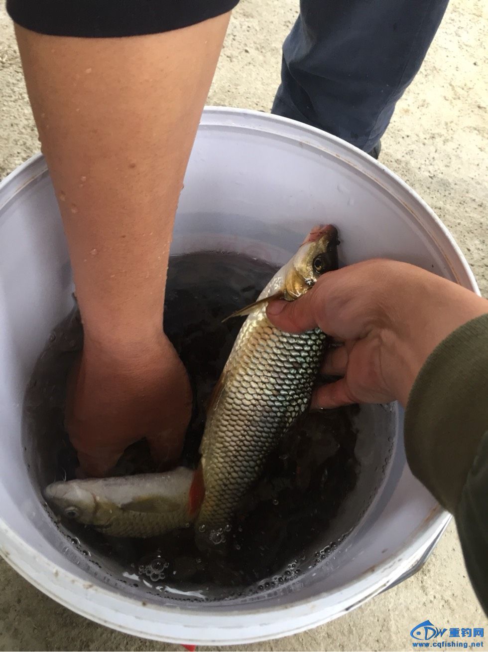 鯽魚臺釣竿_臺釣鯽魚_鯽魚臺釣竿什么牌子好
