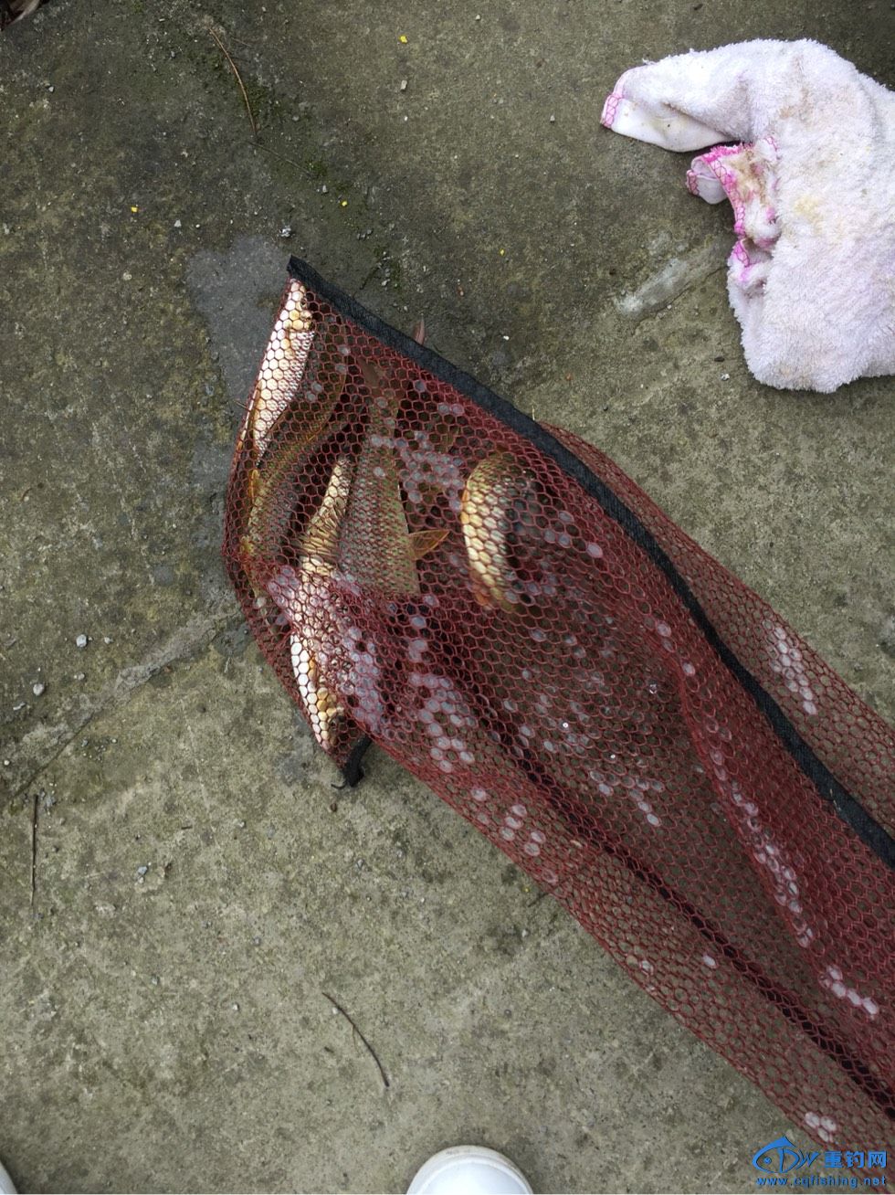 鯽魚臺釣竿什么牌子好_鯽魚臺釣竿_臺釣鯽魚