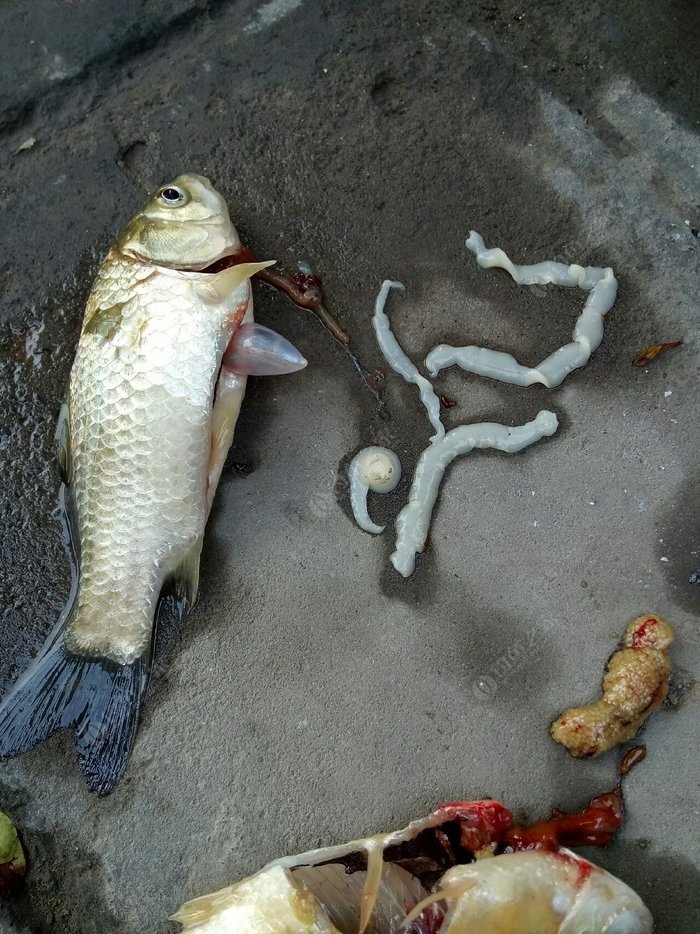 焦作市釣魚好去處_焦作釣魚網_焦作市釣魚