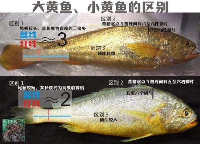 黃顙魚魚刺有毒嗎_黃刺魚的魚刺有毒嗎_黃刺魚和黃顙魚有什么區別
