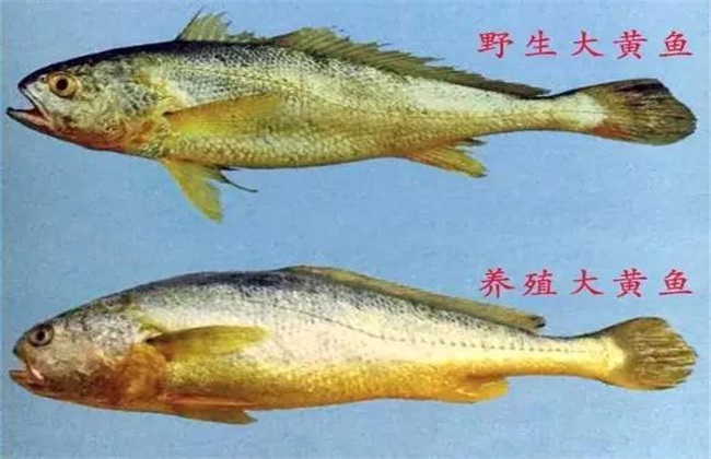黃顙魚魚刺有毒嗎_黃刺魚和黃顙魚有什么區別_黃刺魚的魚刺有毒嗎