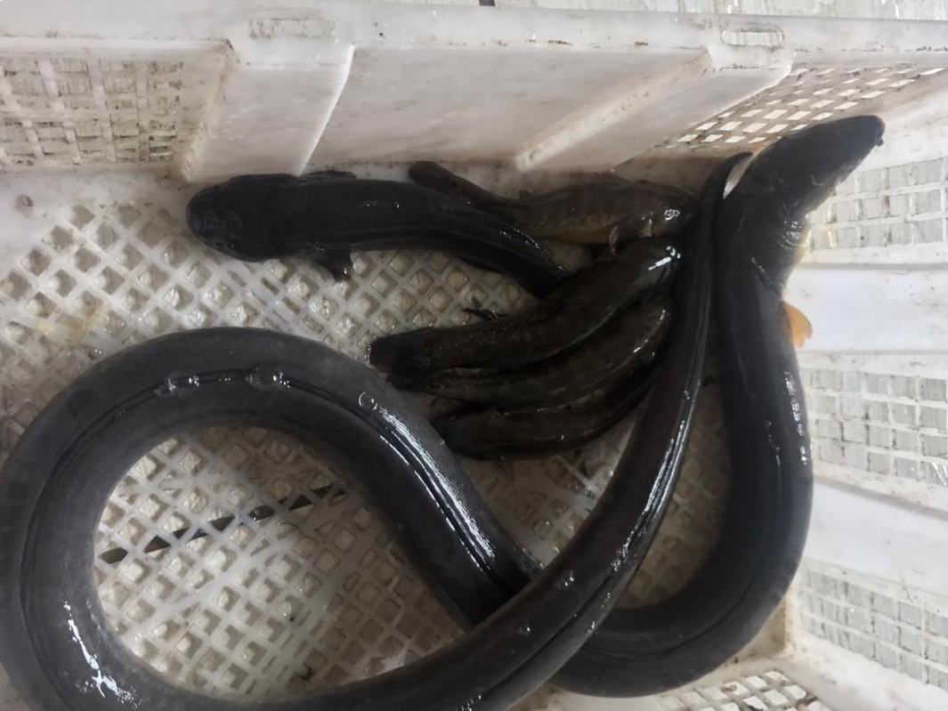 日本鰻鱺是什么魚_日本鰻魚_日本鰻魚吃法