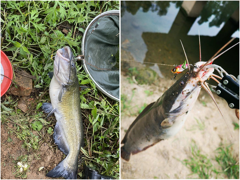 鯰魚吃什么食物_鯰魚吃什么_鯰魚吃糞便嗎