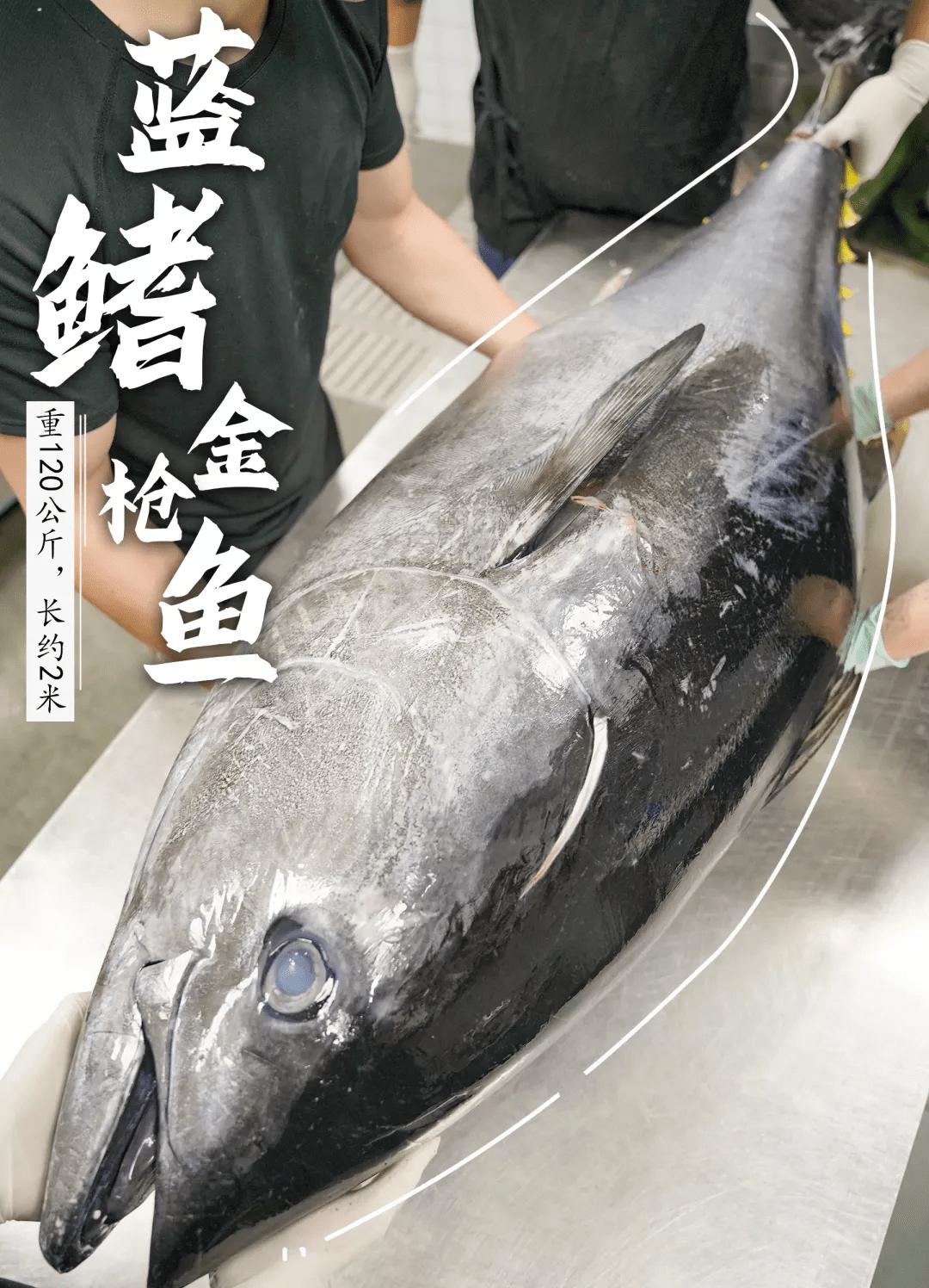 藍鰭金槍魚1000萬_藍鰭金槍魚金槍魚_藍鰭金槍魚多錢一斤