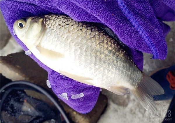 黃金鯽魚和白鯽魚哪個口感好_鯽魚白的好還是黃的好_白鯽魚好吃還是黃金鯽魚