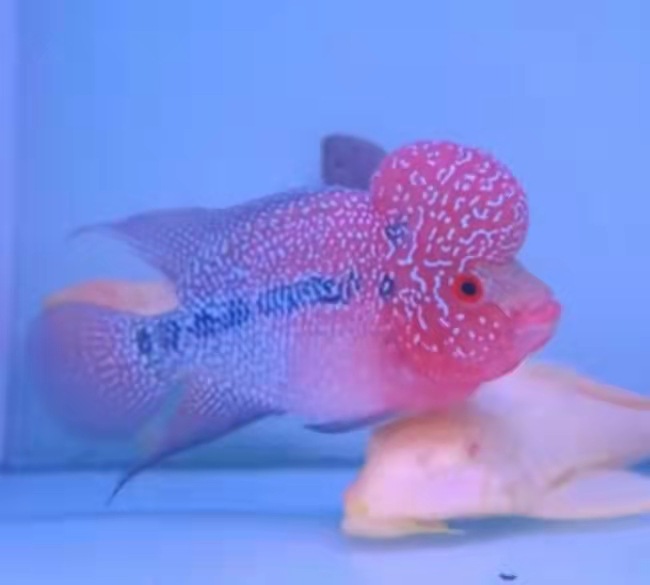羅漢魚頭多大就不長了_羅漢魚多大會爆頭_羅漢魚多大起頭