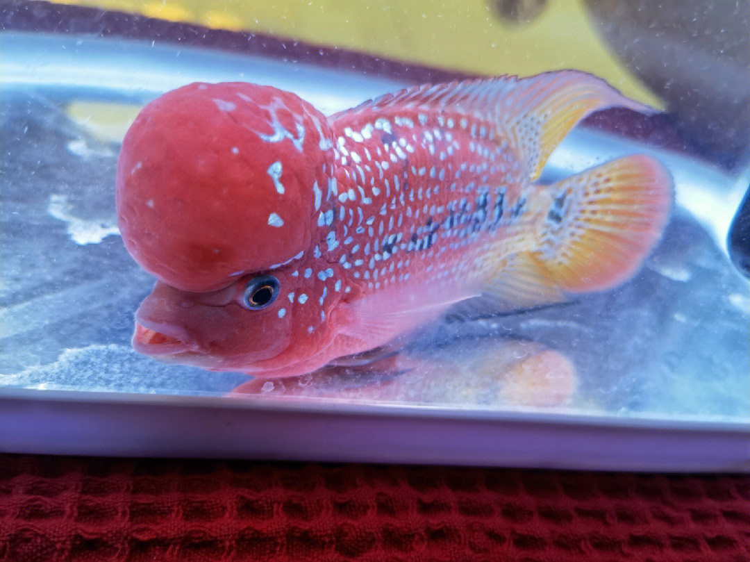 羅漢魚頭多大就不長了_羅漢魚多大會爆頭_羅漢魚多大起頭