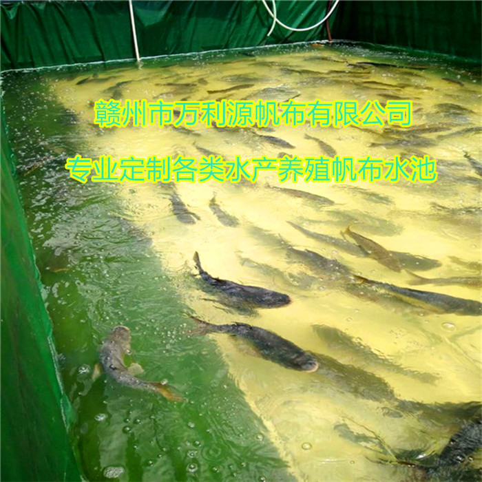 養殖大鯢怎么吃_養殖大鯢需要什么手續_大鯢養殖