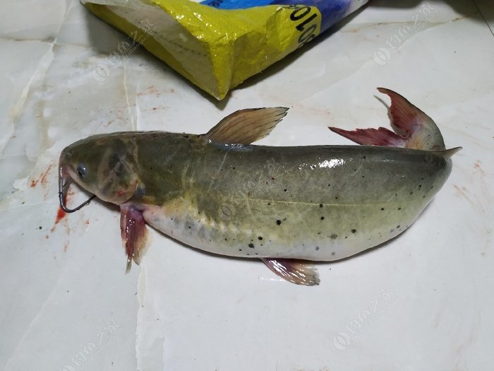 鯰魚吃什么食物_鯰魚吃什么食物長大_鯰魚吃什么