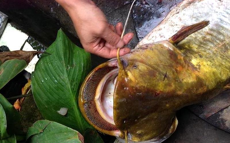 鯰魚吃什么_鯰魚吃什么食物_鯰魚吃什么食物長大