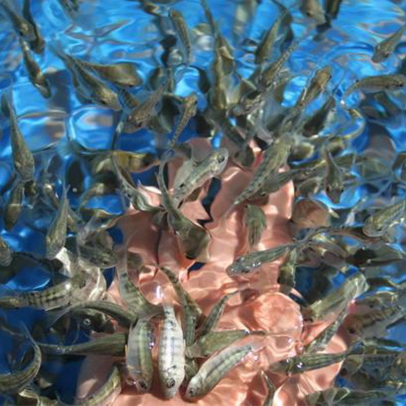 魚療里的魚，到底親過多少足療店的小魚咬腳？