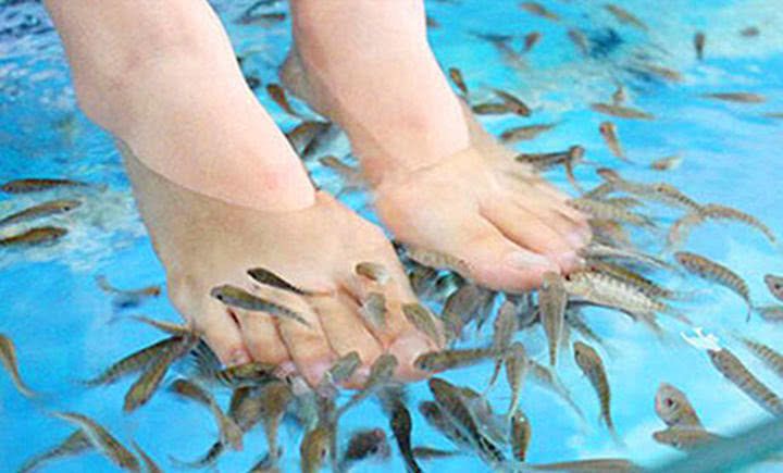 魚療用的是什么小魚_魚療用的是什么魚哪買多少錢_魚療用的是什么魚