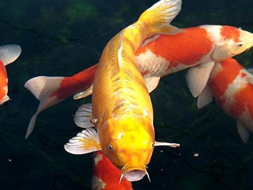 招財貓魚是淡水魚還是海水魚_招財貓魚是鯰魚嗎_招財貓是什么魚