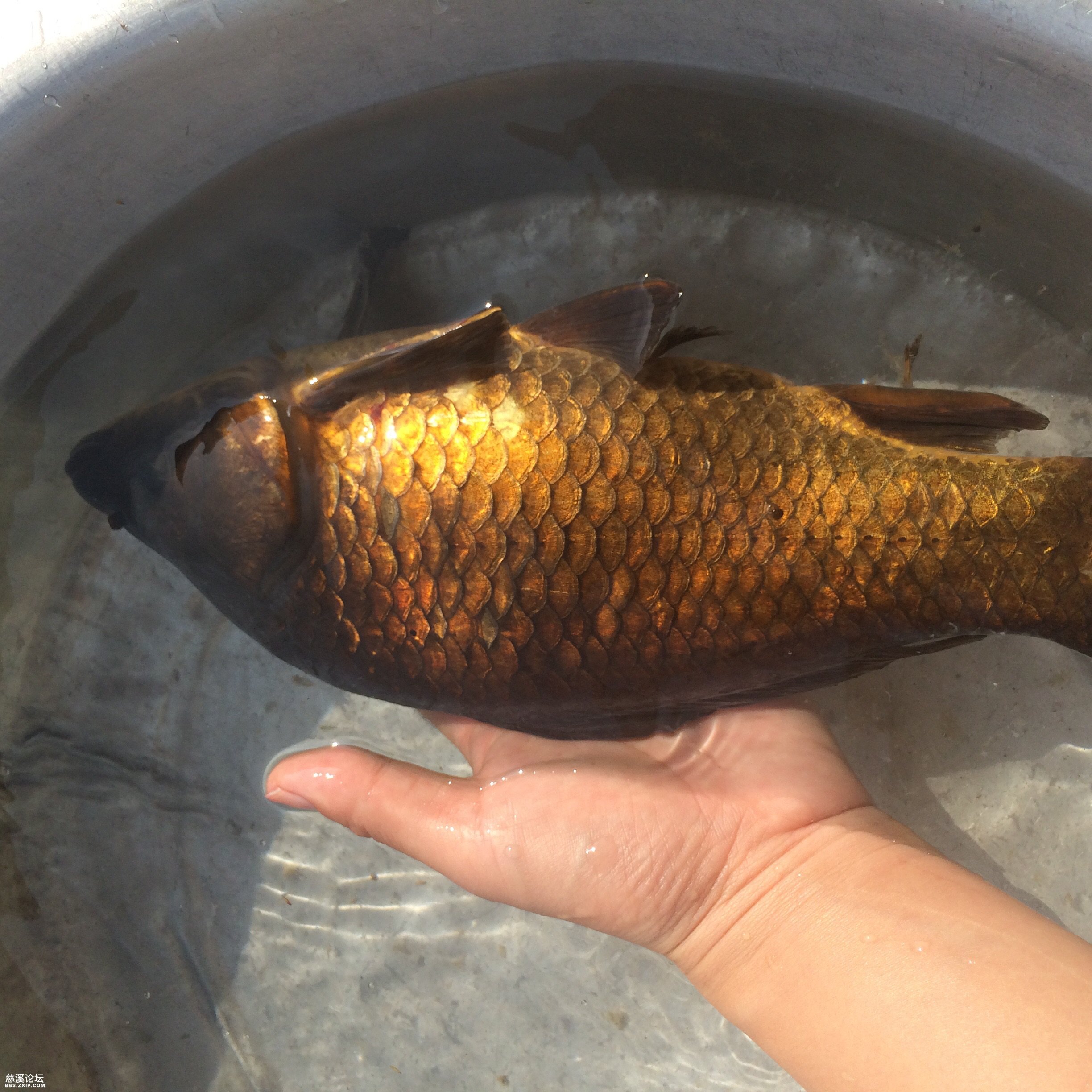 鯉魚做好吃又簡單_我想看鯉魚做法_鯉魚怎么做好吃