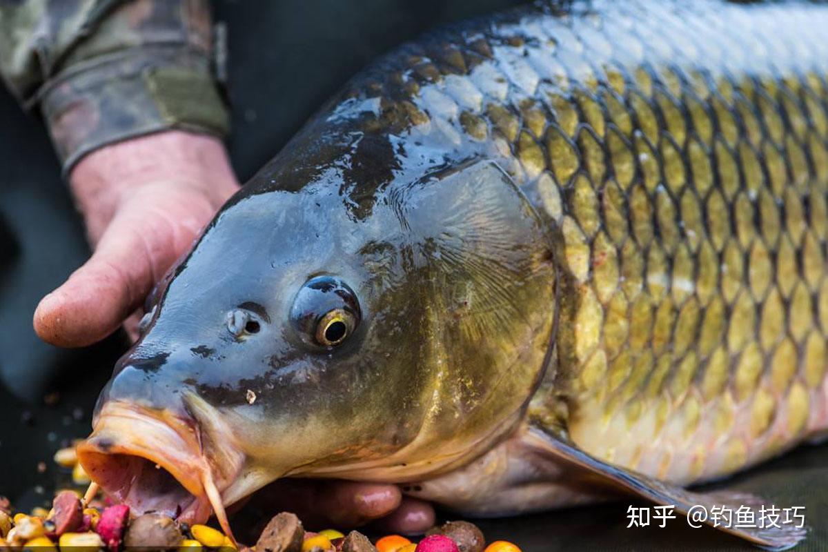 鯉魚怎么做好吃_鯉魚做好吃又簡單_我想看鯉魚做法