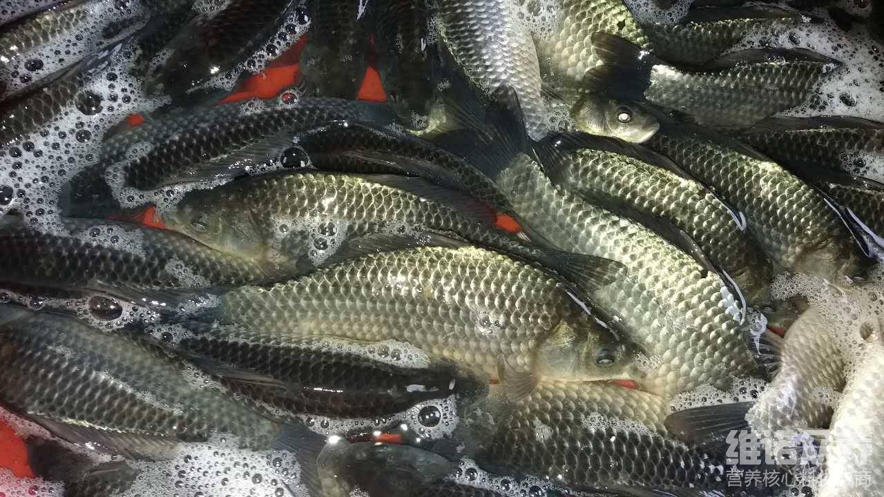 黃金鯽魚和白鯽魚哪個口感好_白鯽魚好還是黃金鯽魚好_鯽魚白的好還是黃的好