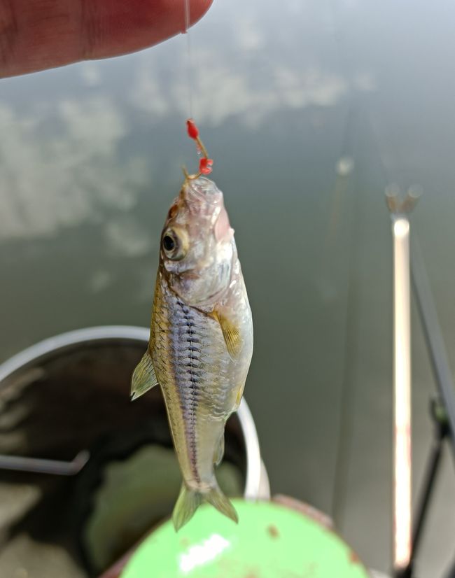 地瓜釣魚視頻完整_釣魚視頻完整地瓜在線觀看_地瓜釣魚視頻大全集