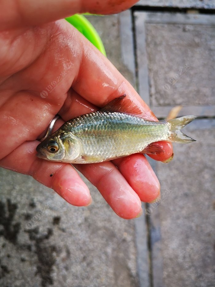 釣魚視頻完整地瓜在線觀看_地瓜釣魚視頻大全集_地瓜釣魚視頻完整