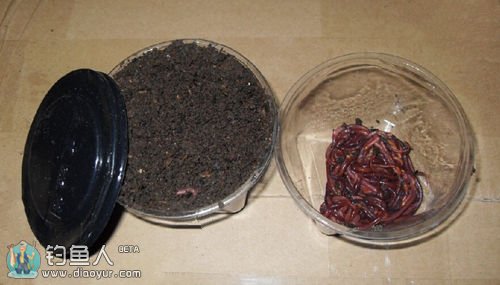 蚯蚓釣魚_釣魚蚯蚓的正確掛法圖_釣魚蚯蚓掛法