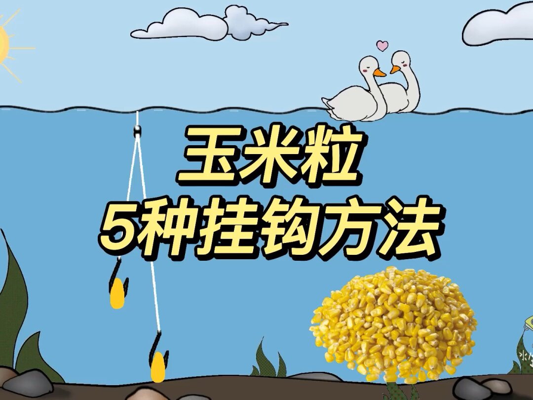 釣草魚餌料和玉米哪個好_釣玉米餌料草魚好釣嗎視頻_釣玉米餌料草魚好用嗎