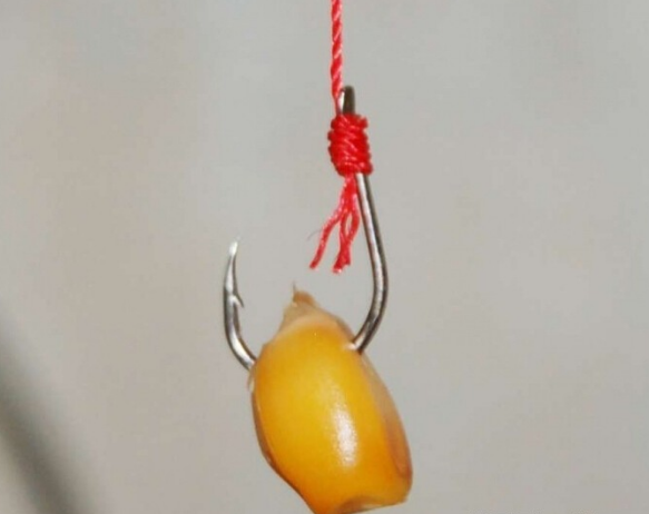 釣玉米餌料草魚好釣嗎視頻_釣玉米餌料草魚好用嗎_釣草魚餌料和玉米哪個好