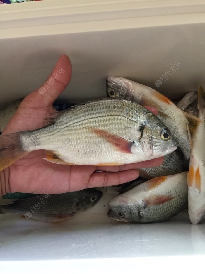 海釣鱸魚沉底還是半水_鱸魚海釣_海釣鱸魚在哪個水層