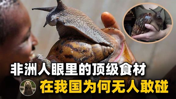 烏龜食物吃雞蛋_烏龜吃什么食物_烏龜食物吃多了會死嗎