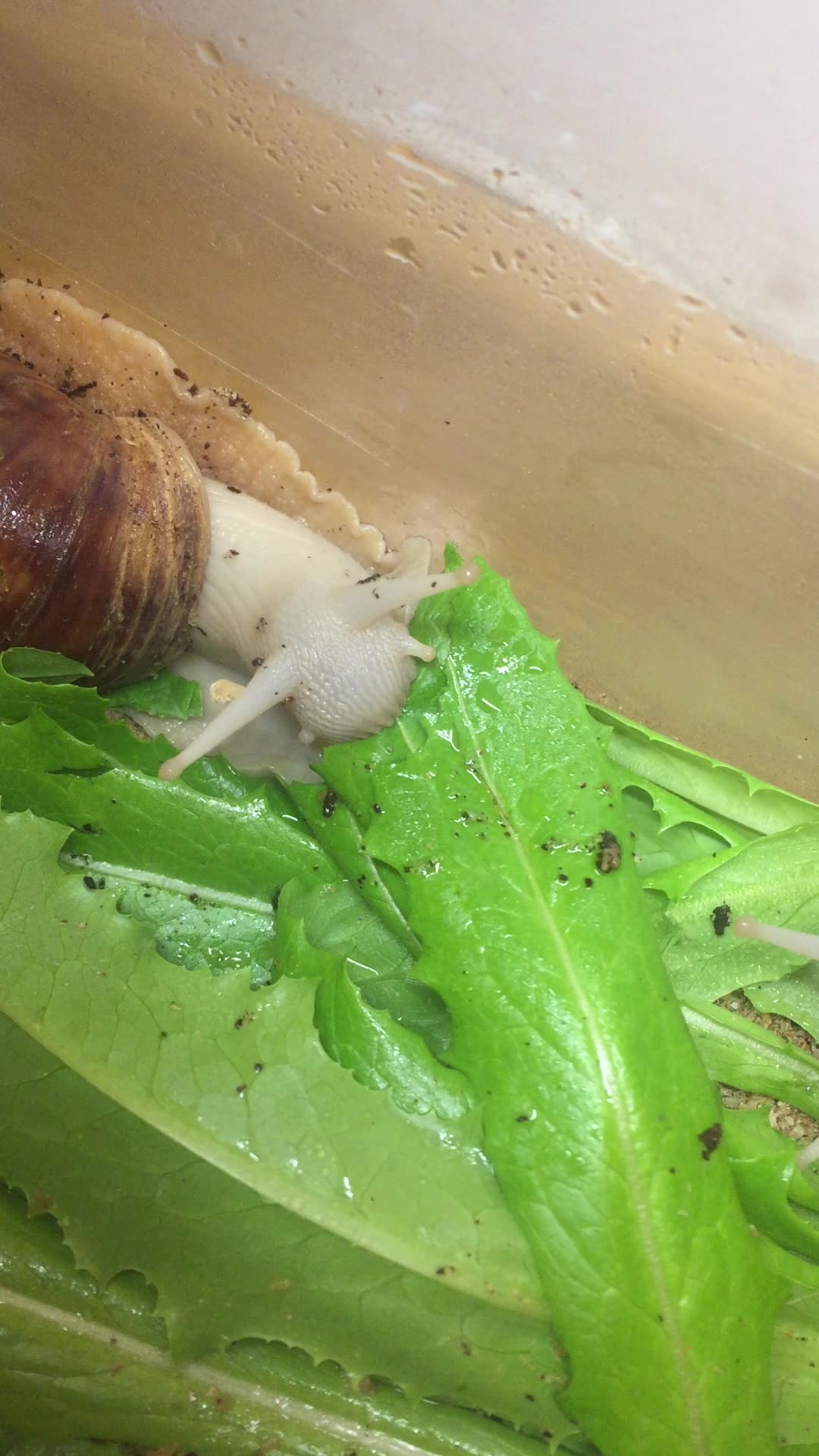烏龜吃什么食物_烏龜食物吃多了會死嗎_烏龜食物吃雞蛋