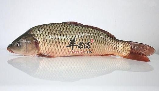 青草魚價格_青魚和草魚哪個貴_青魚與草魚的價格