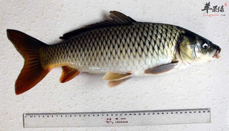 青魚與草魚的價格_青草魚價格_青魚和草魚哪個貴