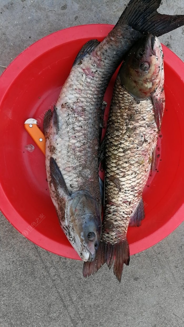釣草魚用玉米_釣草魚餌料和玉米哪個好_釣玉米餌料草魚好用嗎