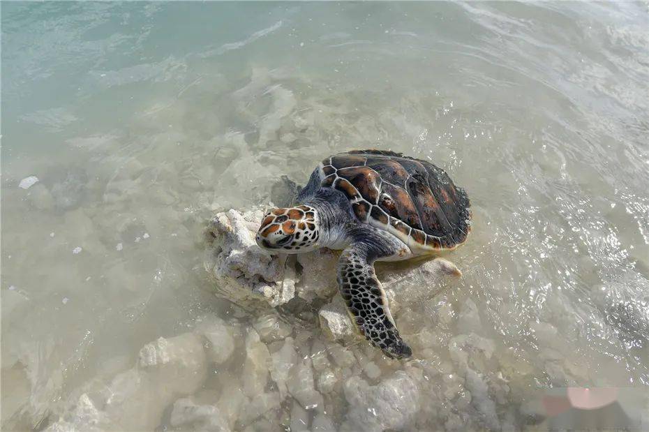 湛江發現一只受傷的綠海龜擱淺環保志愿者傳遞愛心