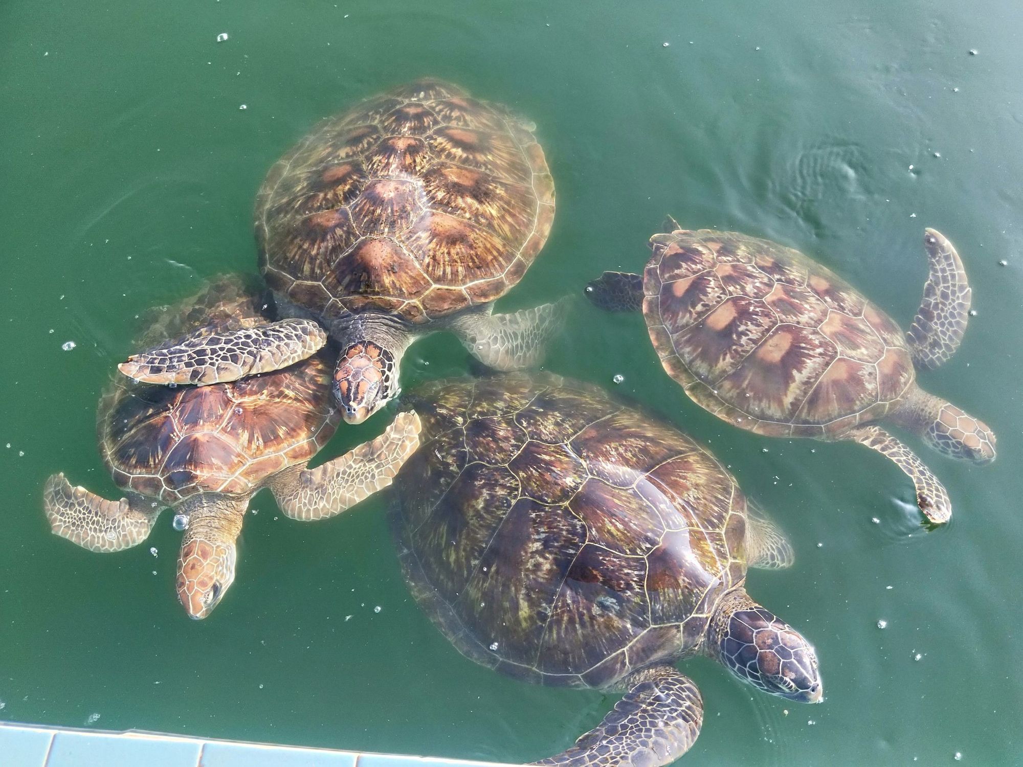海龜圖片大全高清圖片_海龜圖片高清_海龜圖片