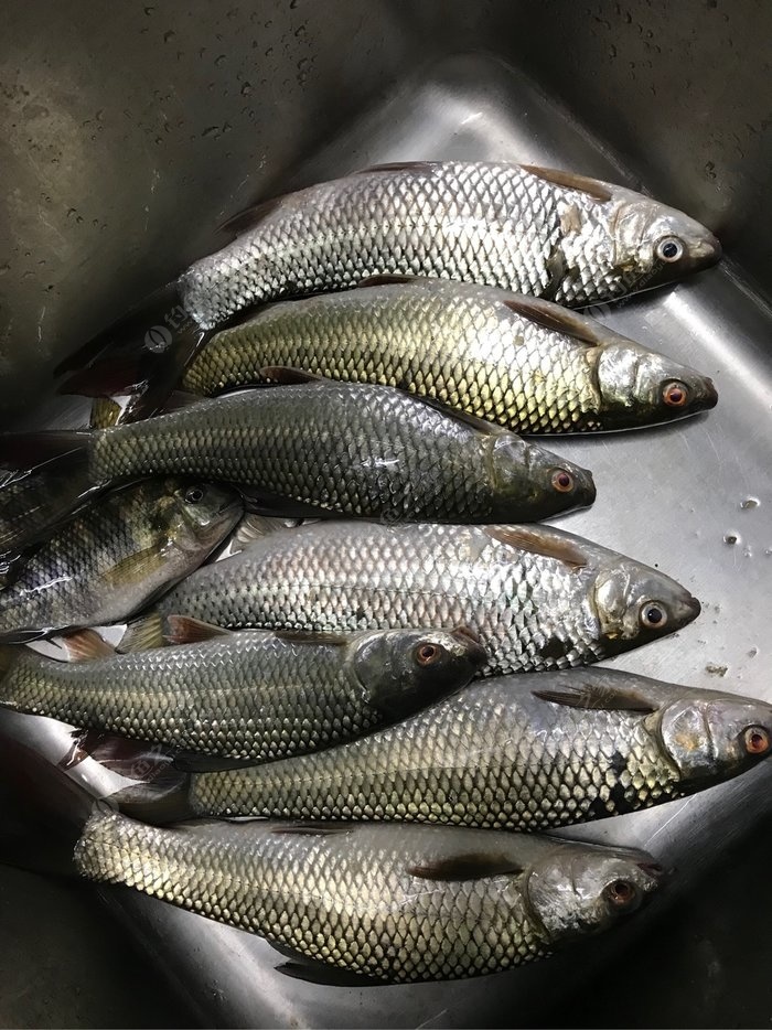 黑坑釣鯉魚6H好用還是8H好用_黑坑6h魚竿推薦_釣黑坑6h的怎么樣