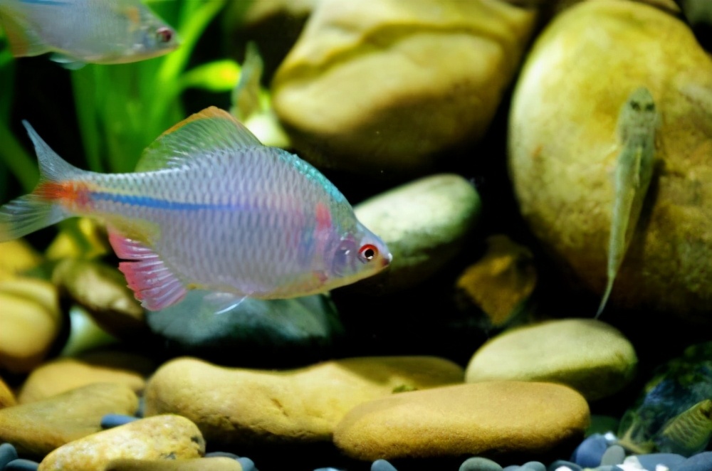 招財貓魚是熱帶魚還是冷水魚_招財貓魚是冷水魚嗎_招財貓是什么魚