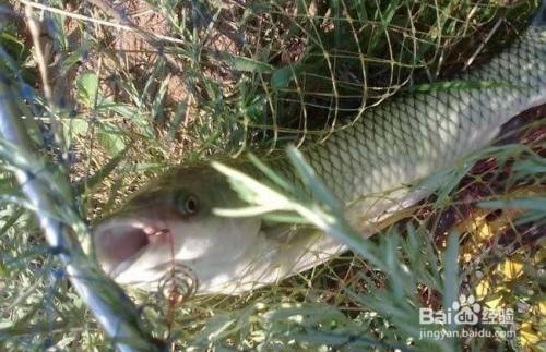 玉米釣草魚餌料配方_釣草魚餌料和玉米哪個好_釣玉米餌料草魚好用嗎