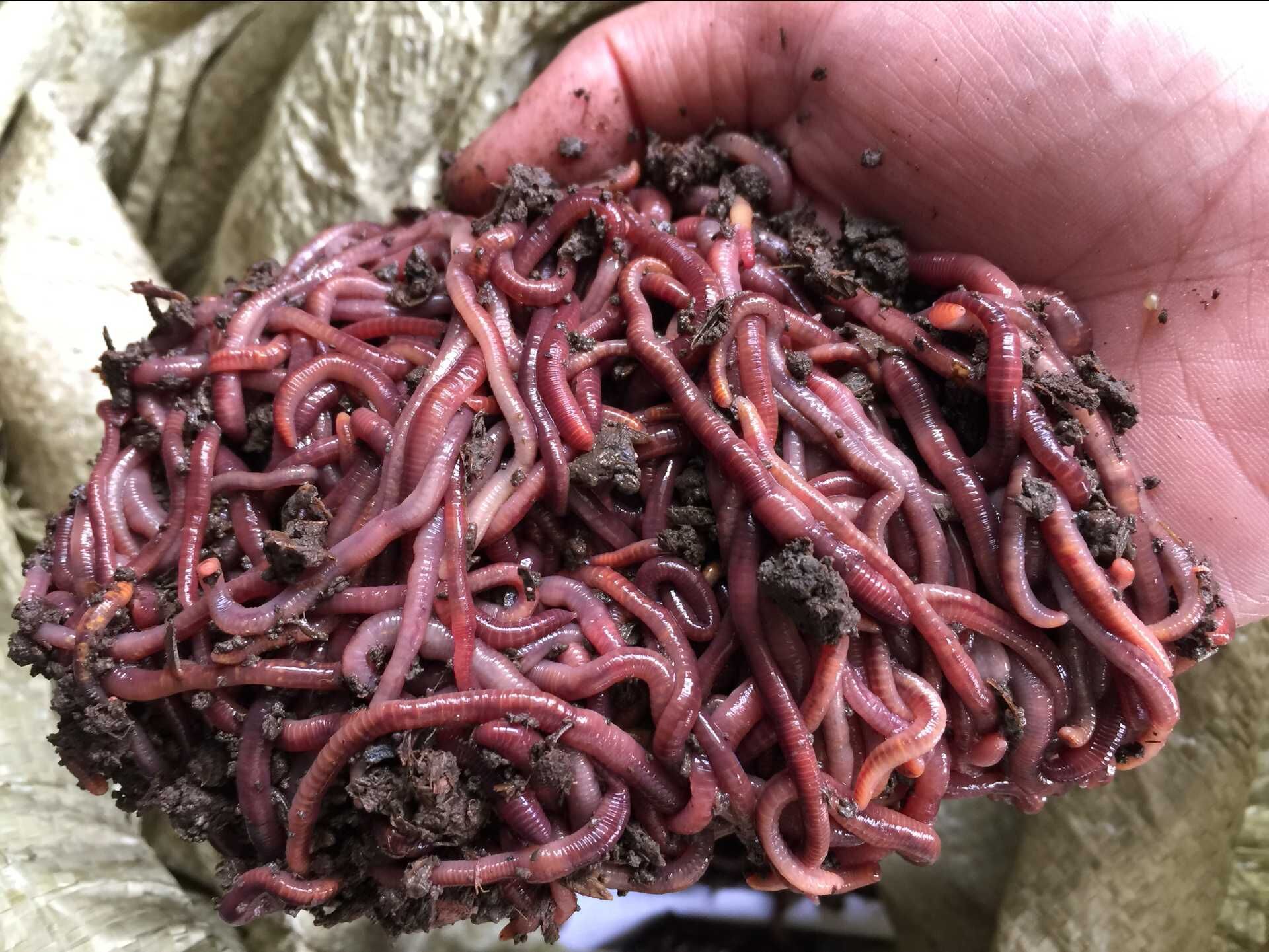 釣魚蚯蚓怎么掛鉤圖解_釣魚蚯蚓怎么養_蚯蚓釣魚