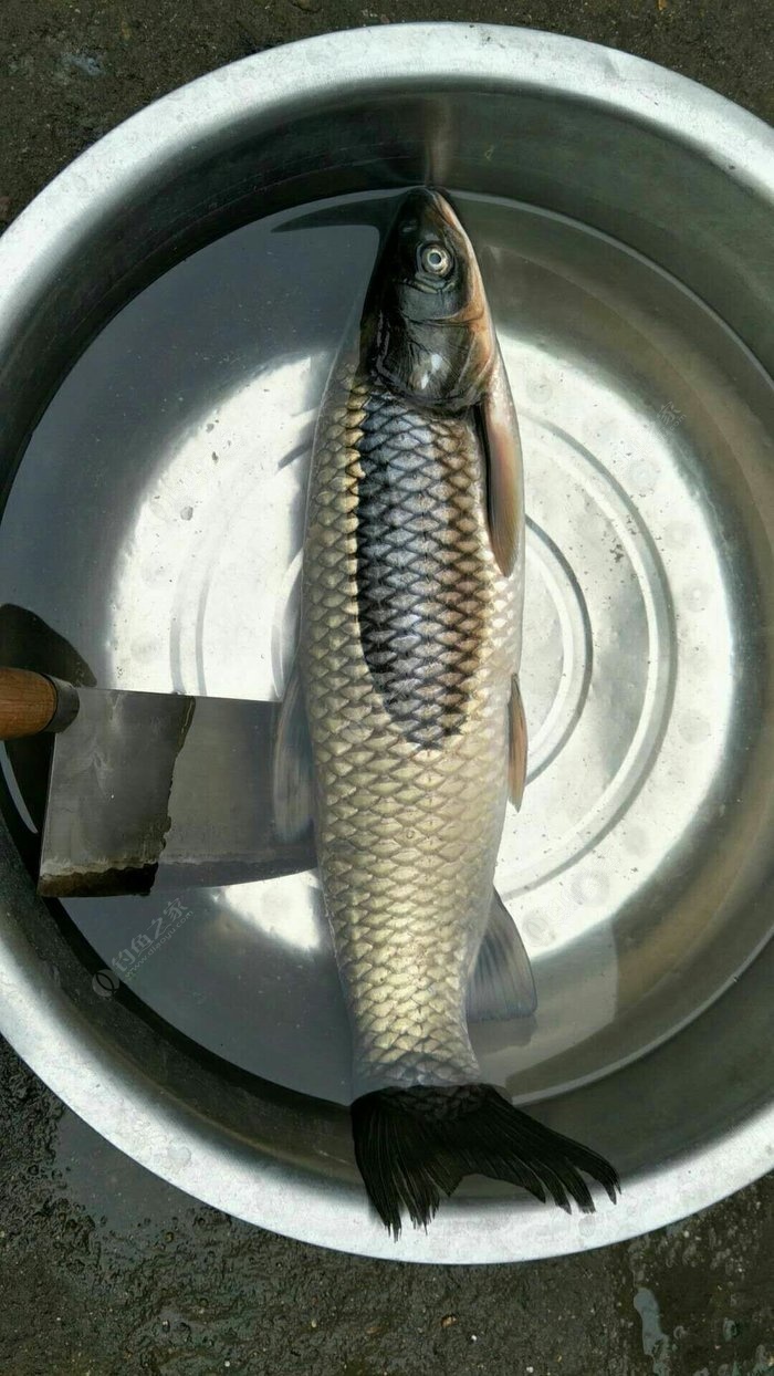 黑坑釣鯉魚6H好用還是8H好用_釣黑坑6h的怎么樣_黑坑鯉魚6h還是8h好用