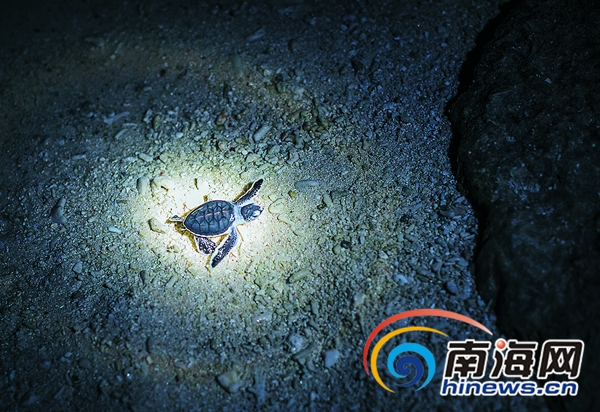 海龜圖片_海龜圖片簡筆畫_海龜圖片卡通