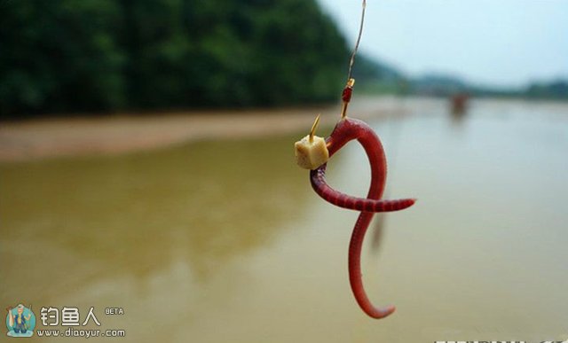 釣魚蚯蚓怎么養_釣魚蚯蚓的正確掛法圖_蚯蚓釣魚